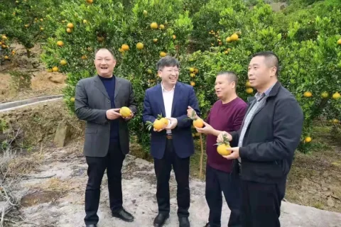 邓秀新院士与古蔺马蹄柑橘的故事